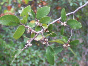 axil flowers of a cedar elm tree