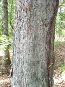 cedar elm bark