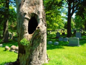 hollows are typical for cedar elms which make excellent habitat for texas wildlife