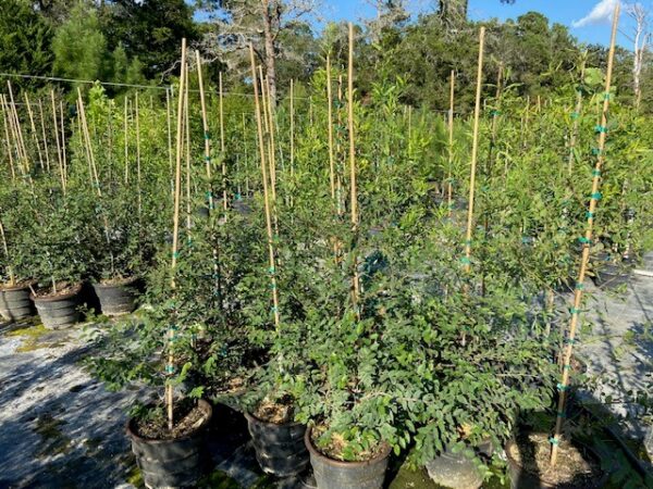 3 gallon cedar elm liners for sale near houston from terra sombra farms in columbus, texas