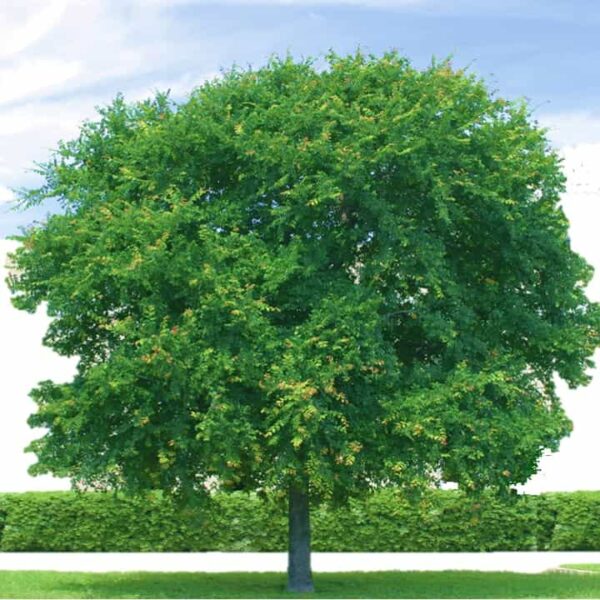 Cedar Elm 15 gal near Houston Terra Sombra Farms