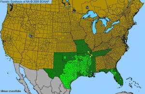 native range of ulmus crassifolia also known as cedar elm