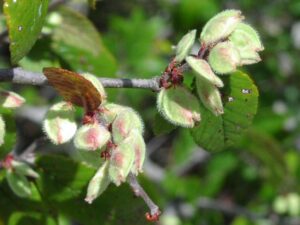 samara seed pods of a cedar elm tree