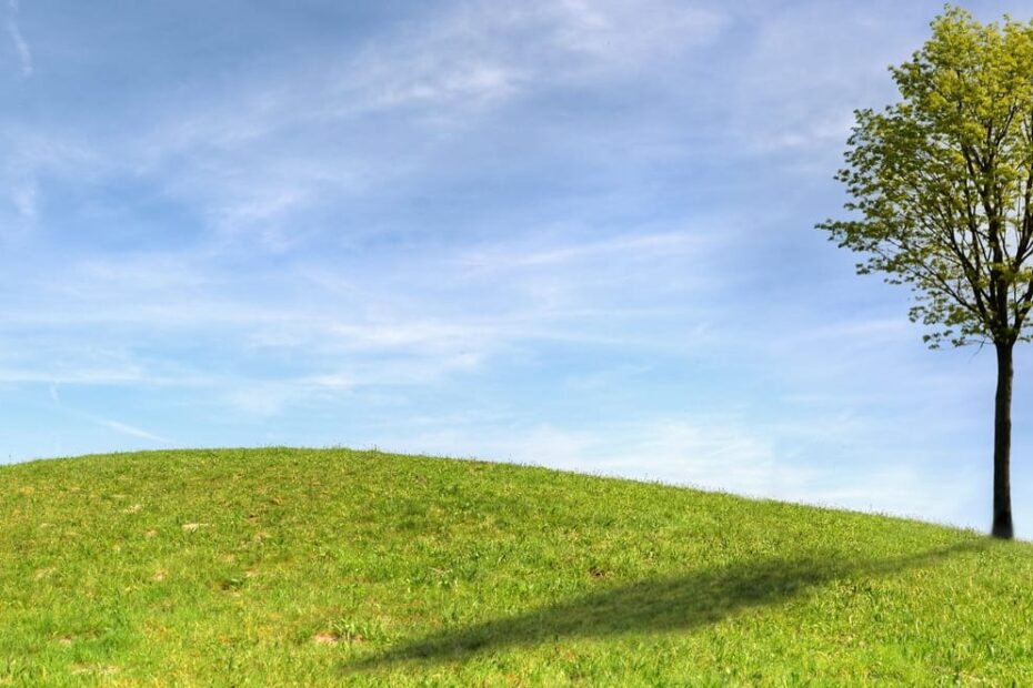 illustration of a tree casting a shadow on a grass hill against a blue sky