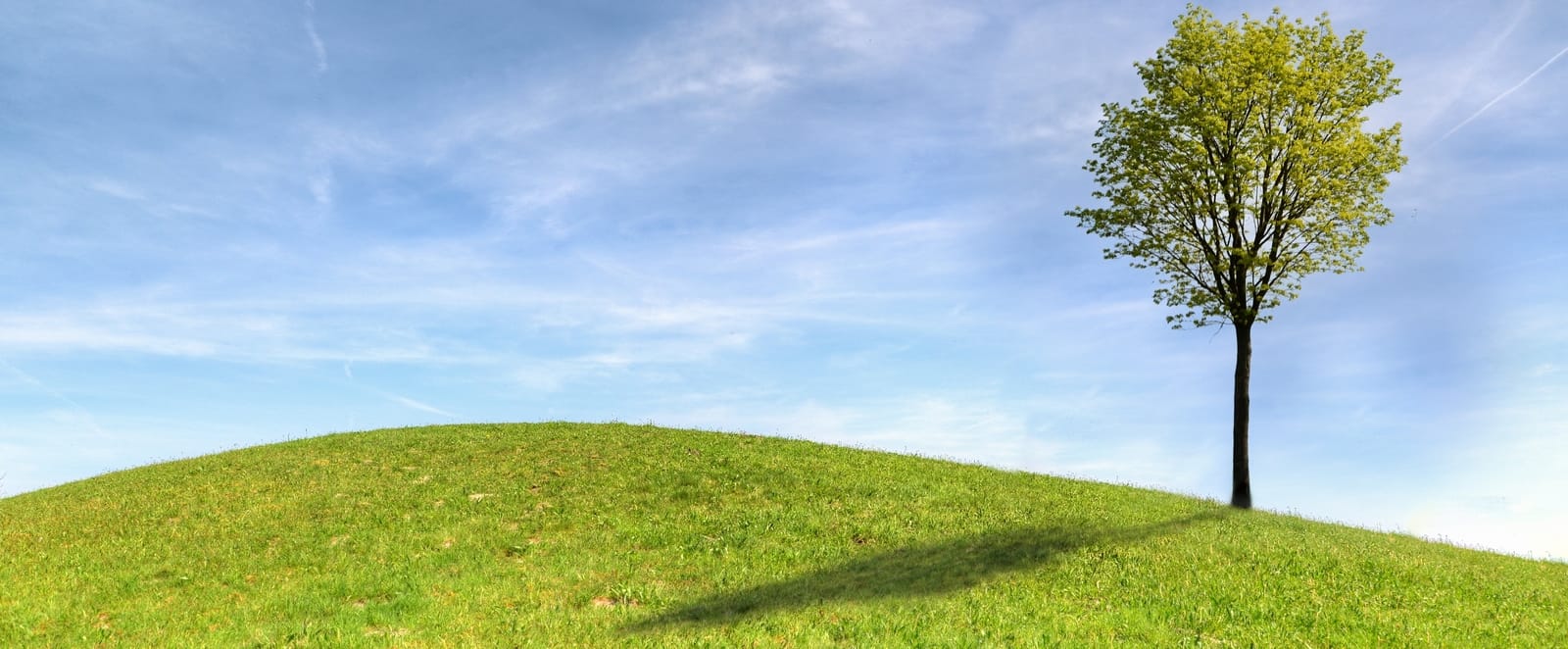 illustration of a tree casting a shadow on a grass hill against a blue sky
