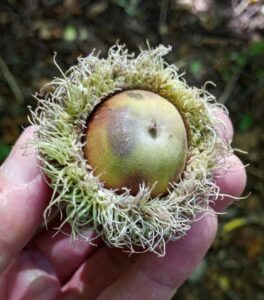 burr oak acorn