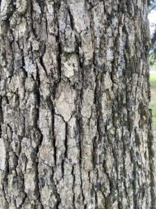 burr oak bark