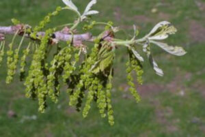 burr oak catkins