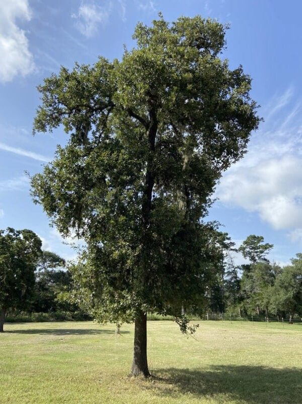 mature burr oak
