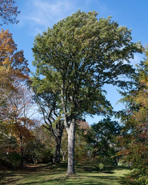 mature burr oak tree