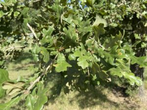 burr oak leaves