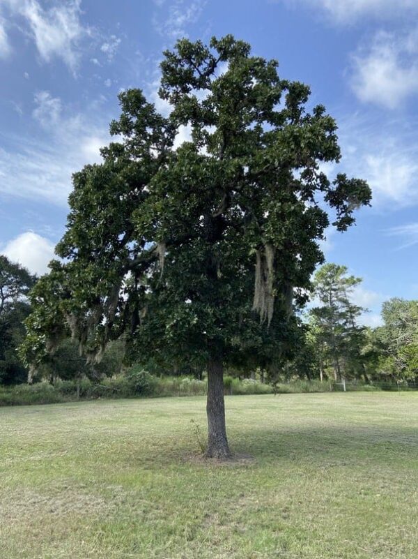 mature burr oak canopy