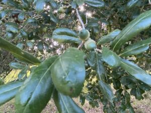 live oak acorns