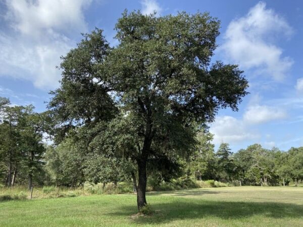 mature live oak