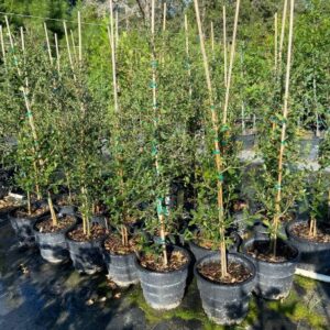 live oak tree liners in 3-gallon rootmaker pots for sale in columbus tx