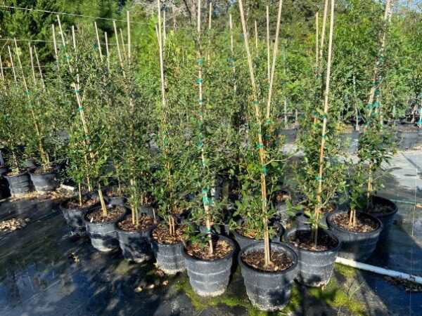 live oak tree liners in 3-gallon rootmaker pots for sale in columbus tx