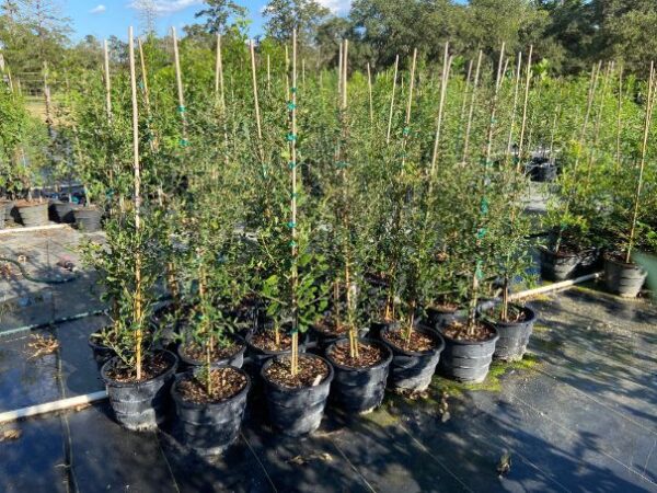 live oak tree liners in 3-gallon rootmaker pots for sale near houston