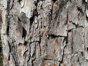 loblolly pine tree bark