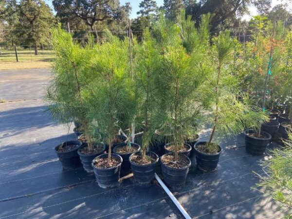 in-stock 3-gallon loblolly pine tree liner for sale near houston