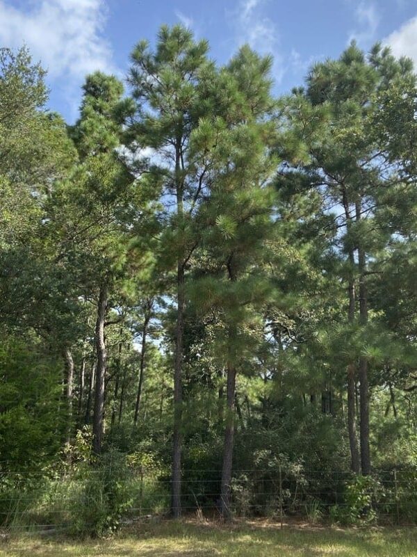 mature loblolly pine trees