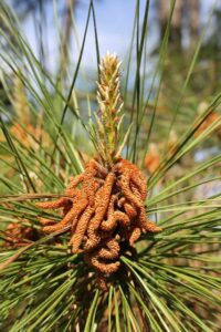 loblolly pines male pollen cones