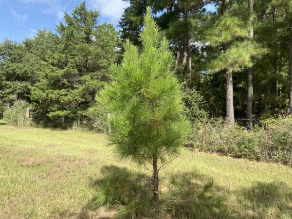 3-year-old mature loblolly pine tree