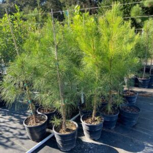 3-gallon loblolly pine tree liner for sale near houston