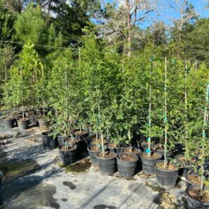 nuttall oak quercus texana liners 3 gallon rootmaker pots in stock