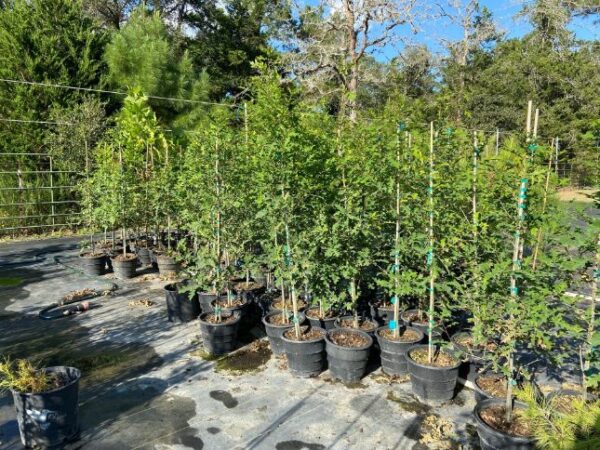 nuttall oak quercus texana liners 3 gallon rootmaker pots in stock