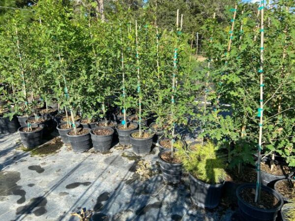 nuttall oak quercus texana liners 3 gallon rootmaker pots