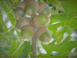 nuttall's oak acorns