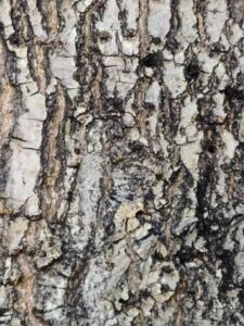 nuttall's oak bark