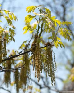 nuttall's oak catkins