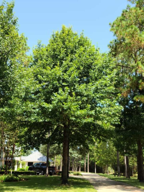 mature nuttall's oak