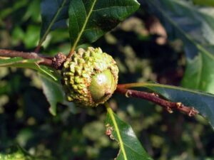 overcup oak acorn