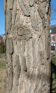 overcup oak bark