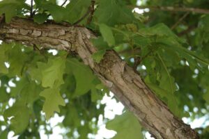 overcup oak leaves