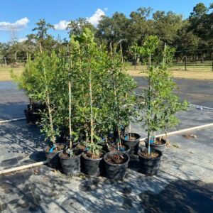 3-gallon rootmaker overcup oak liners for sale near houston