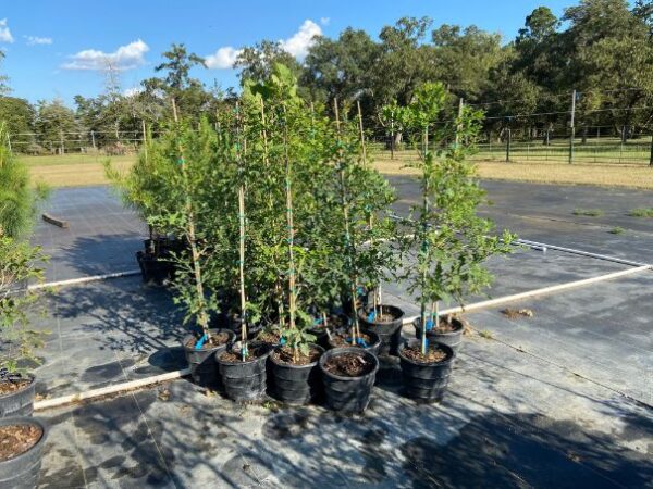 3-gallon rootmaker overcup oak liners for sale near houston