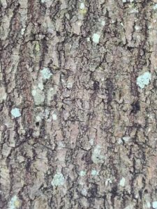willow oak bark