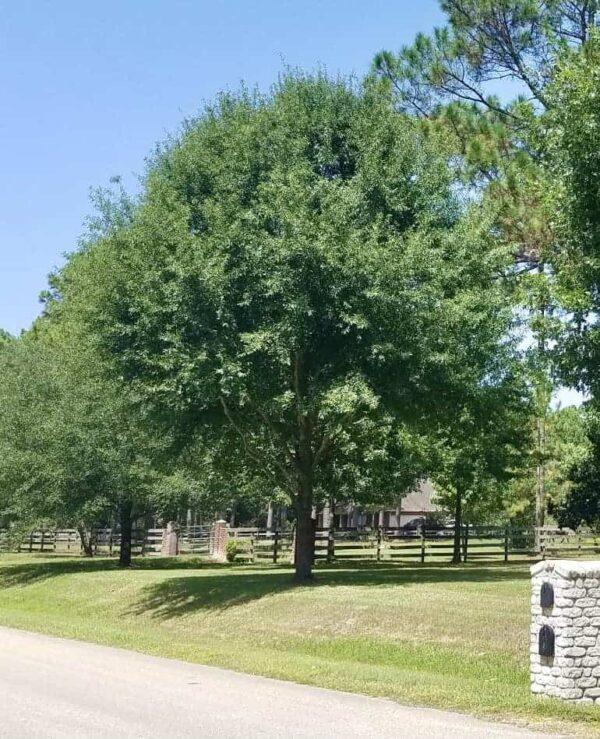mature willow oak tree