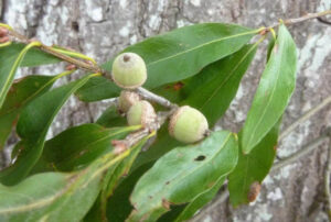 willow oak acorns