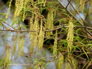 willow oak catkins