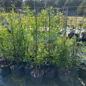 3 gallon willow oak liners for sale near houston