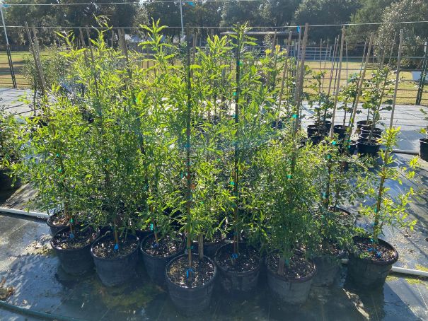 3 gallon willow oak liners for sale near houston