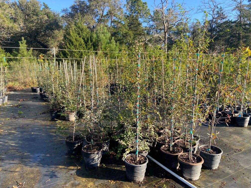 cedar elm liners at terra sombra farms on december 22 2021