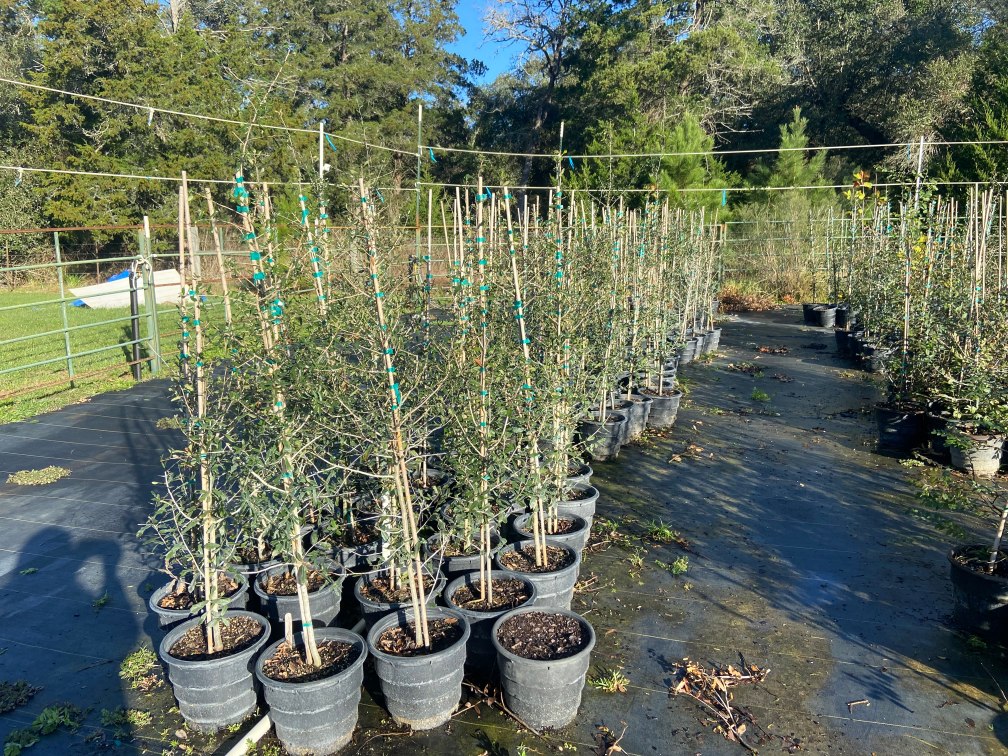 live oak liners at terra sombra farms on december 22 2021