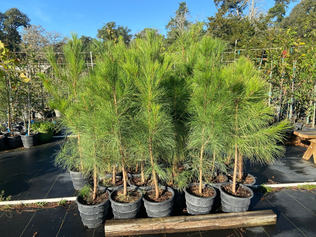 loblolly pine liners at terra sombra farms on december 22 2021