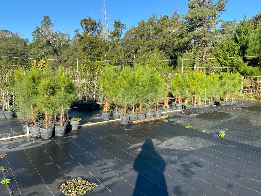loblolly pine liners at terra sombra farms on december 22 2021