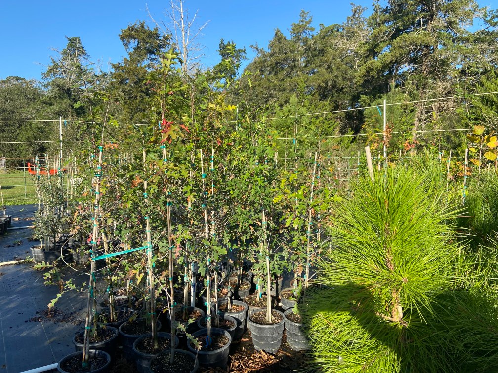 overcup oak liners at terra sombra farms on december 22 2021